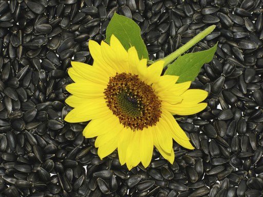 sun flower seeds