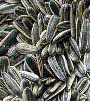 Sunflower Seeds and Kernel available for you