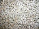 Sunflower Kernel
