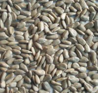  Bakery   Sunflower   Kernel s