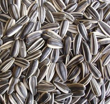 Sunflower Kernel