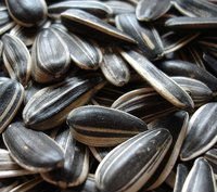 Sunflower Kernels