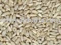 Sunflower kernel