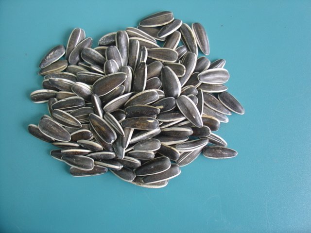 sunflower seed