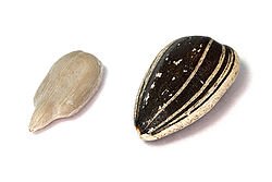 Sunflower seeds