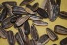 Sunflower Kernel