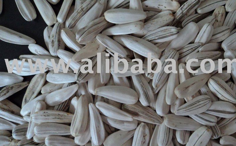 White Sunflower Seeds with stripes, natural/raw