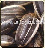 SUNFLOWER SEED