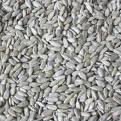 Sunflower Kernel