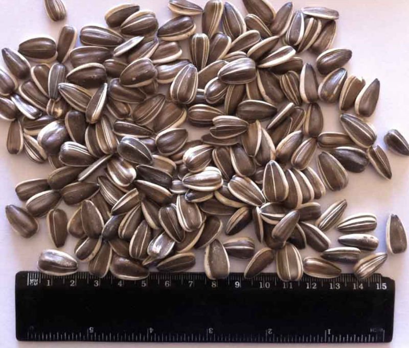 Sunflower seeds - Dakota