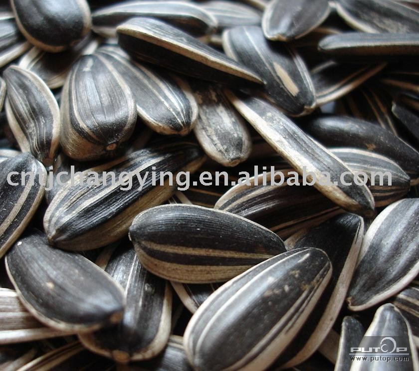 Chinese Sunflower Seeds