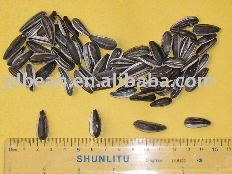 Chinese Sunflower seeds (bird food GF1)