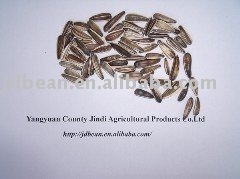 ALIBABA USED EXCLUSIVELY Sunflower seeds (Bird Food GF4)