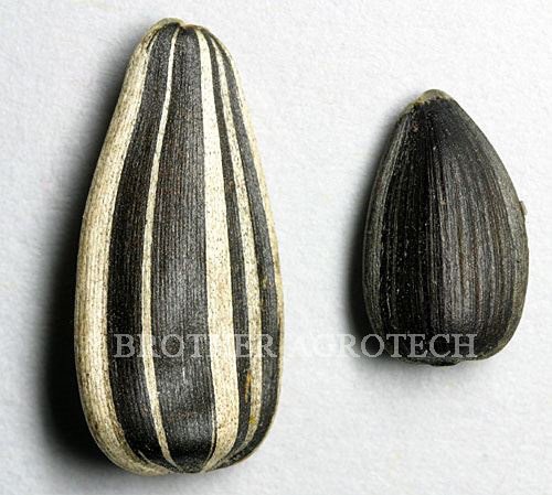  sunflower   seeds   20 / 64 , 22/ 64 , 24/ 64 