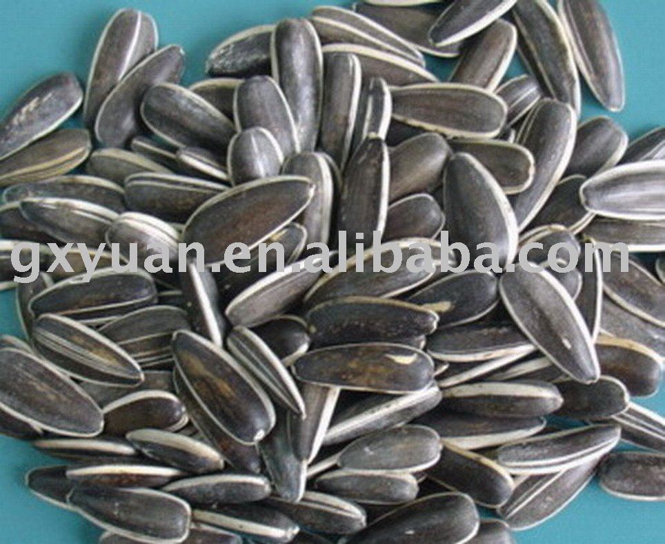 supply top quality sunflower seeds 24/64