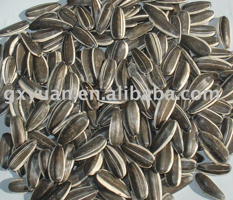  5009   sunflower   seeds  for snack