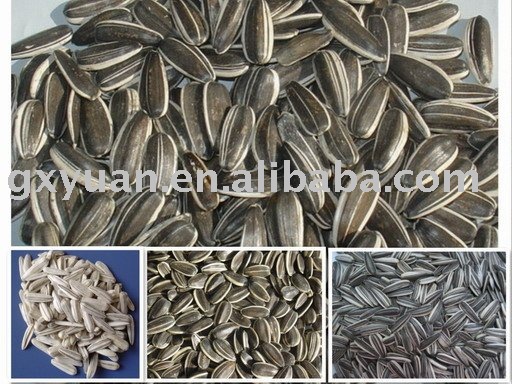 chinese black sunflower seeds 24/64