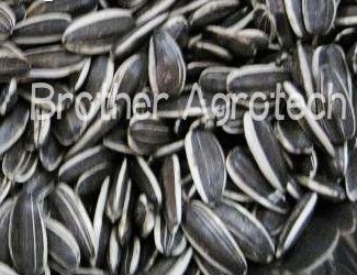 Crop 2010 Sunflower Seeds Long type size 20/64 22/64 24/64