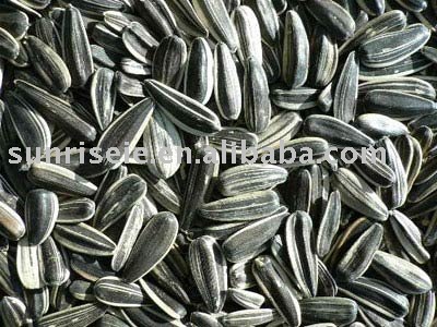 Chinese Sunflower seeds kernel