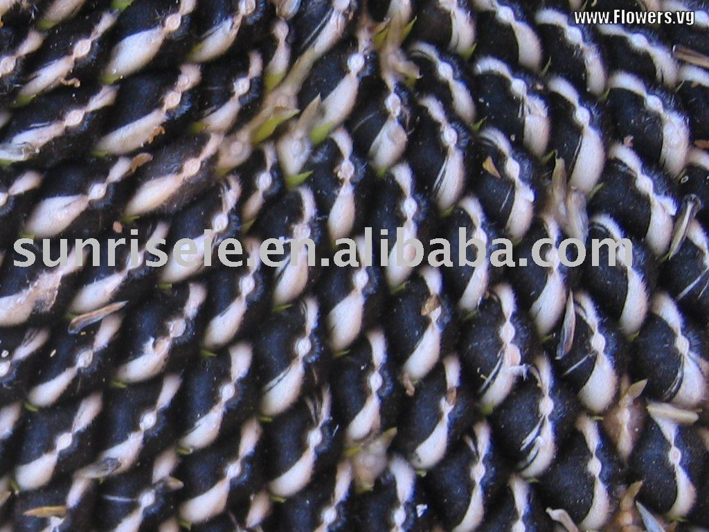 new crop sunflower seeds 5009 Inner Mongolia