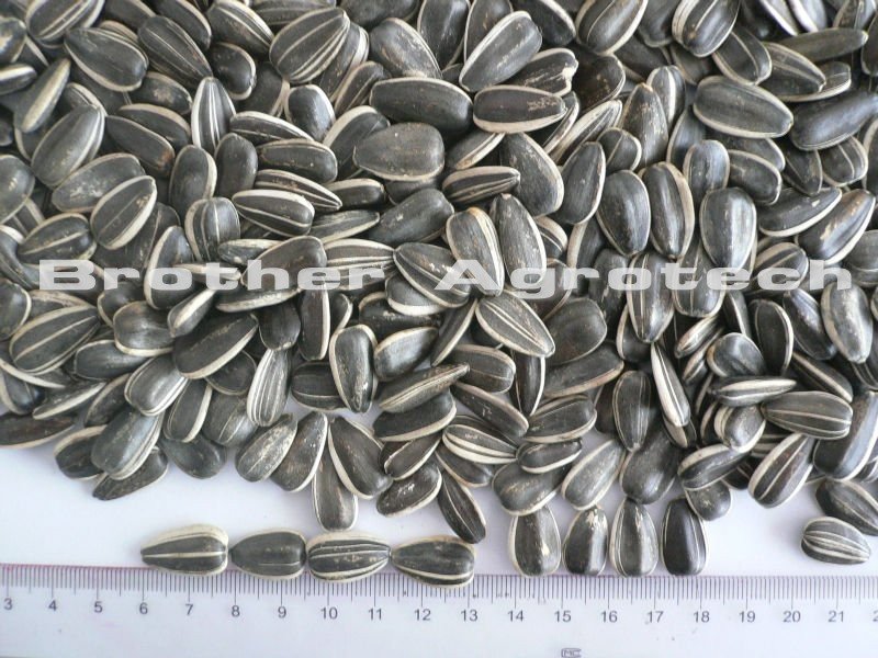 high quality sunflower seed 20/64 22/64 24/64