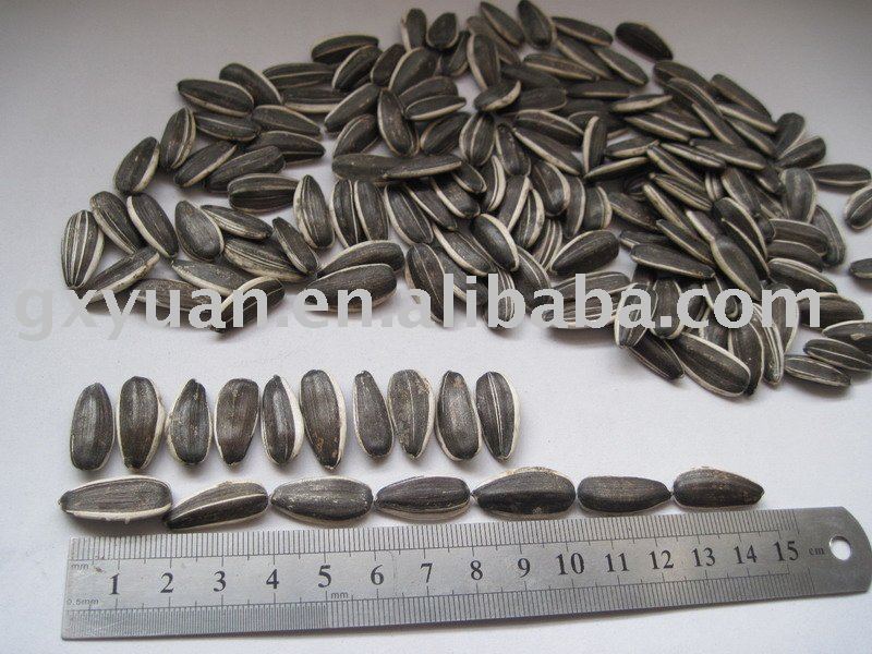 5009 sunflower seeds in shell