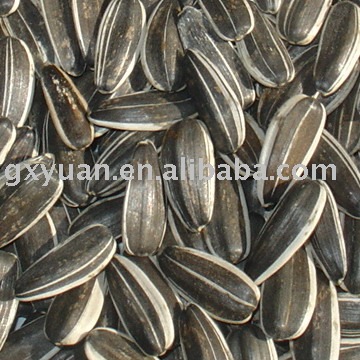 Sunflower Seeds type 5009 in shell