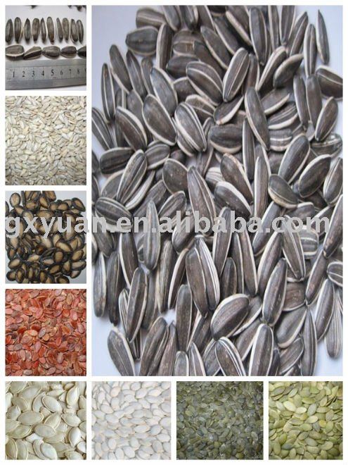 Black sunflower seeds 24/64 in shell