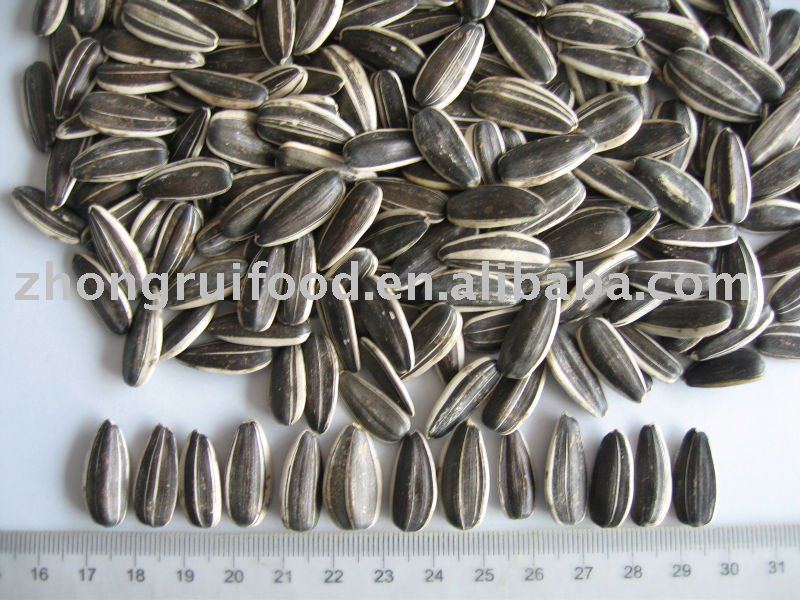 Sunflower Seeds--5009type