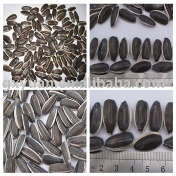 chinese black raw sunflower seeds in shell