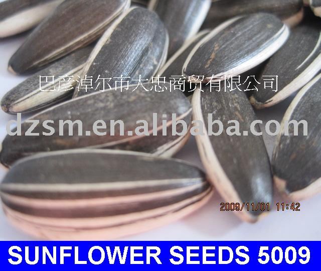 SUNFLOWER SEEDS  ORIGIN factory