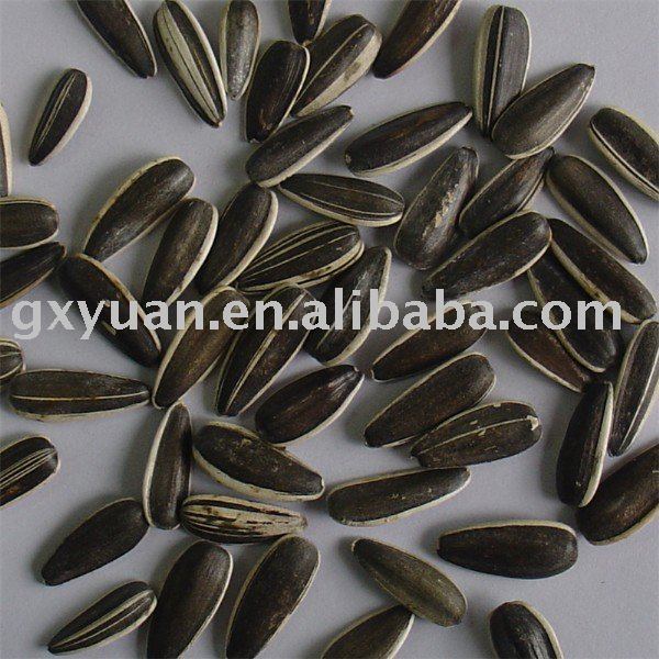 5009 Sunflower Seeds