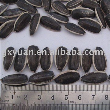 raw sunflower seeds in shell