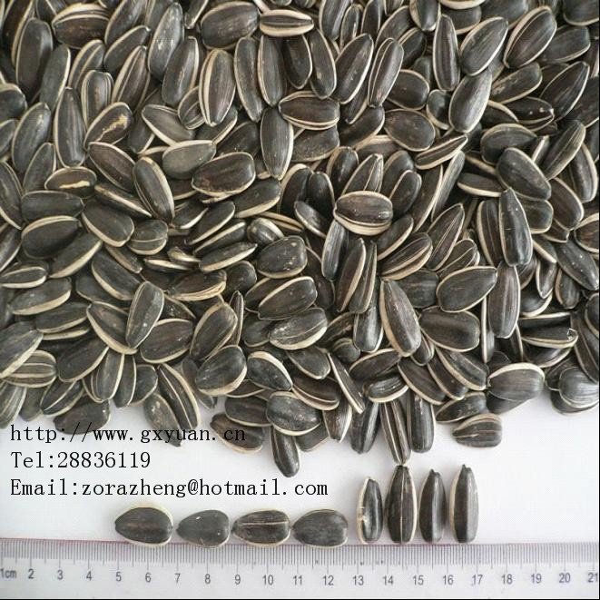 American  sunflower   seeds   24 / 64 
