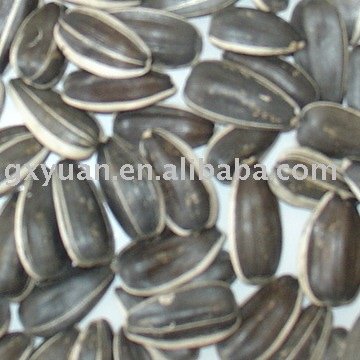 Sunflower Seeds American Type 5009