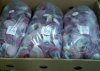  frozen   gizzards 