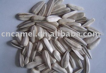 white sunflower  seeds