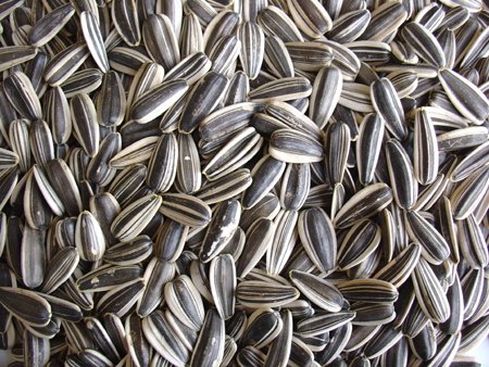 American sunflower seeds,China camel price supplier - 21food