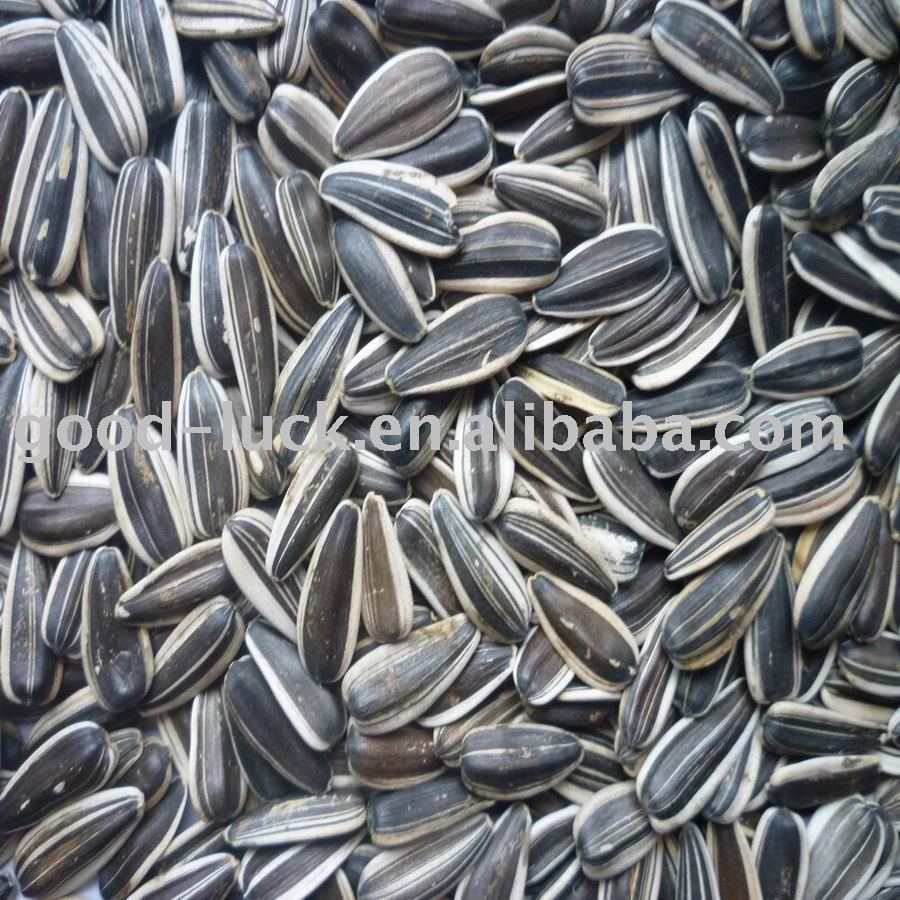 2010 new crop of sunflower seeds