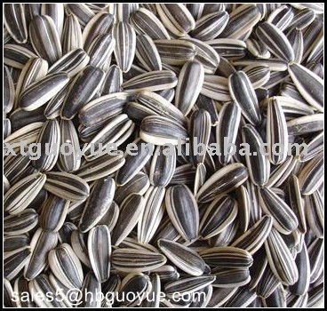 Competitive Price Black sunflower seeds 5135