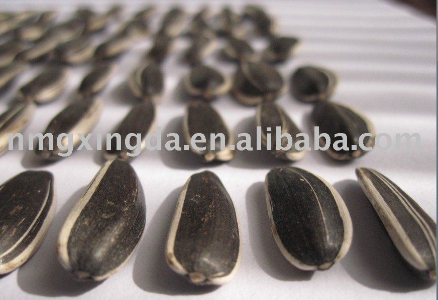  sunflower   seeds  in  shell 