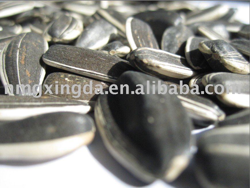 sunflower seed in shell