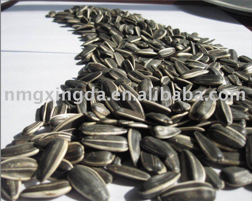 sunflower seed  with shell