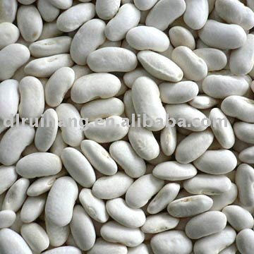 white kidney bean