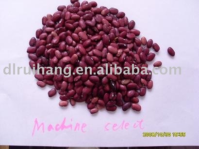 red kidney bean