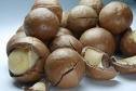 macademia seeds