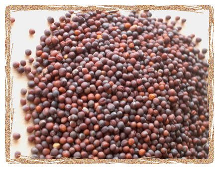 We have Pipas sunflower  seed s, Cabbage   Seed s,Israeli Sunflower  Seed s and other variety of  seed s.
