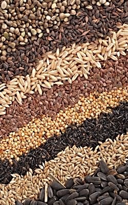 We have Raw  Sunflower   Seeds , Roasted   Sunflower   Seeds ,Israeli  Sunflower   Seeds  etc for sale.