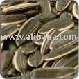 Black Sunflower Kernel
