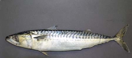 frozen indian mackerel fish